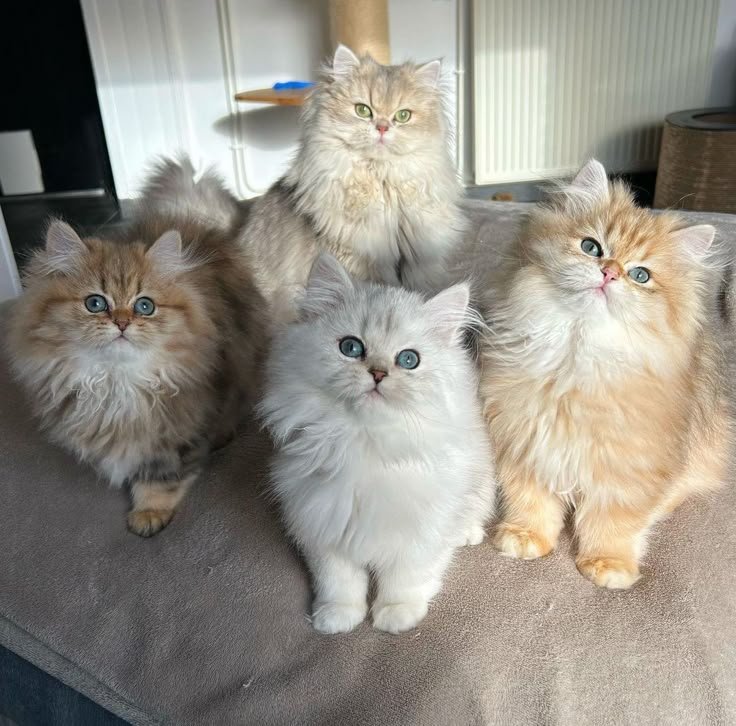 Maine Coon kitten being held by the breeder in a family living room
