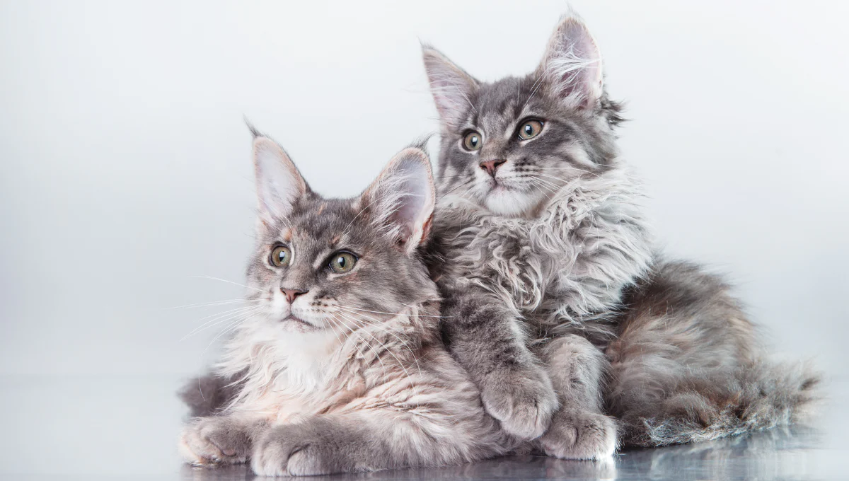 Maine Coon kitten being held by the breeder in a family living room