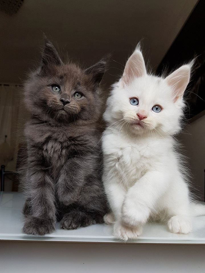 Brown tabby Maine Coon kitten for sale, sitting on a blanket