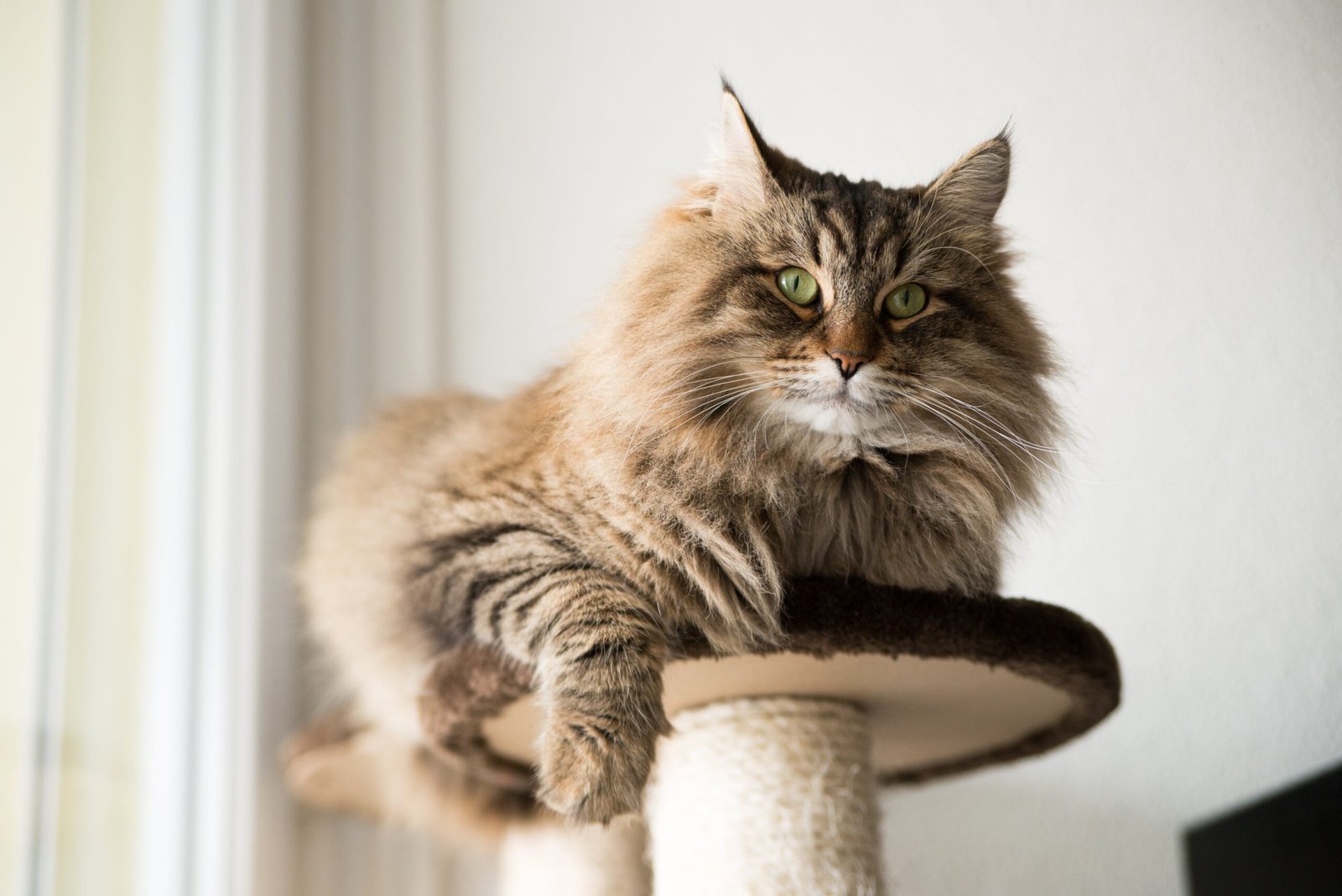 Maine Coon kitten being held by the breeder in a family living room