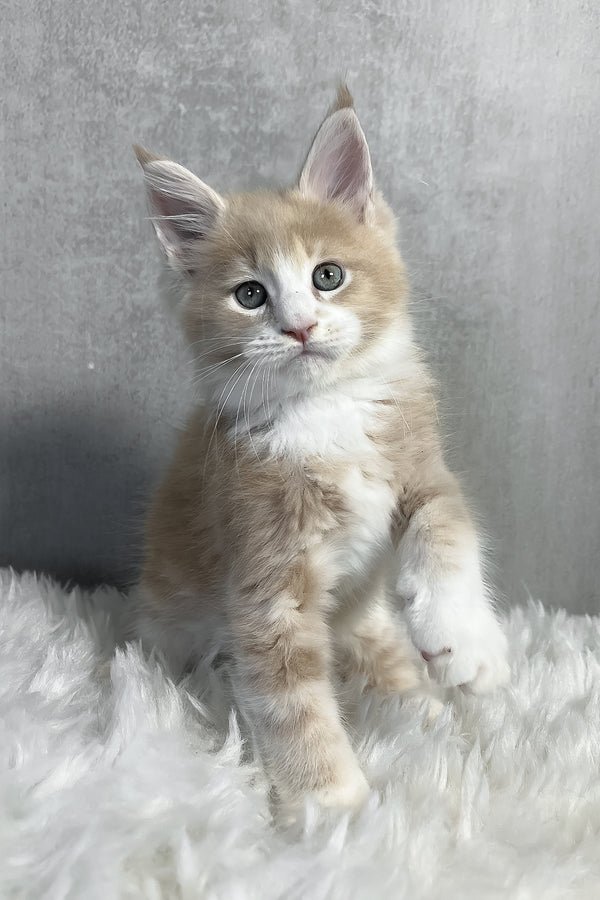 Willow, a silver tabby female Maine Coon kitten