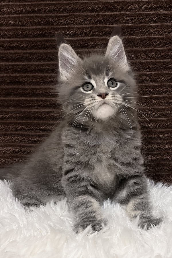 Willow, a silver tabby female Maine Coon kitten