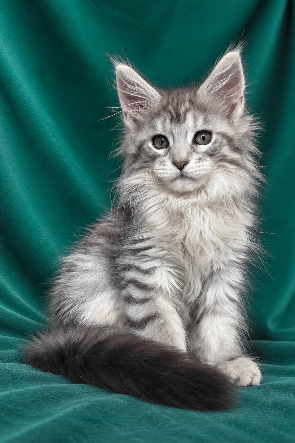 Atlas, a brown tabby male Maine Coon kitten