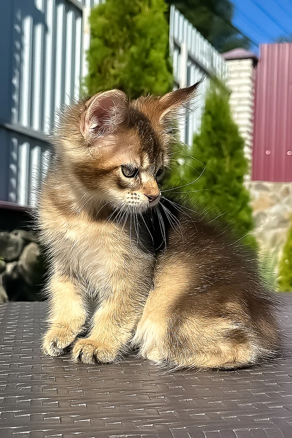 Juniper, a black smoke female Maine Coon kitten