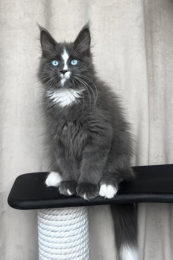 Juniper, a black smoke female Maine Coon kitten