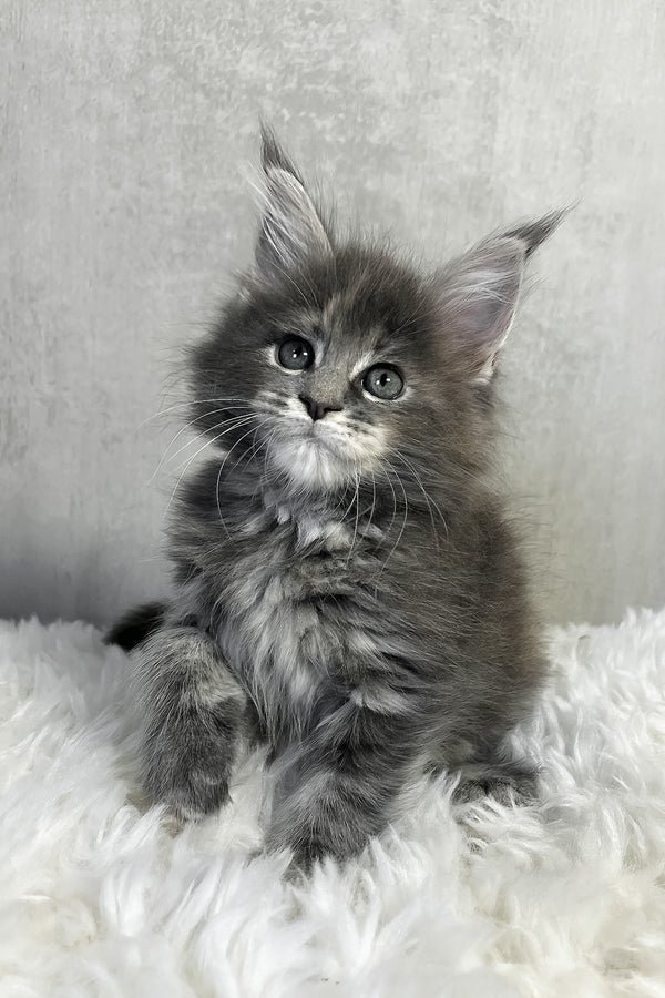 Atlas, a brown tabby male Maine Coon kitten
