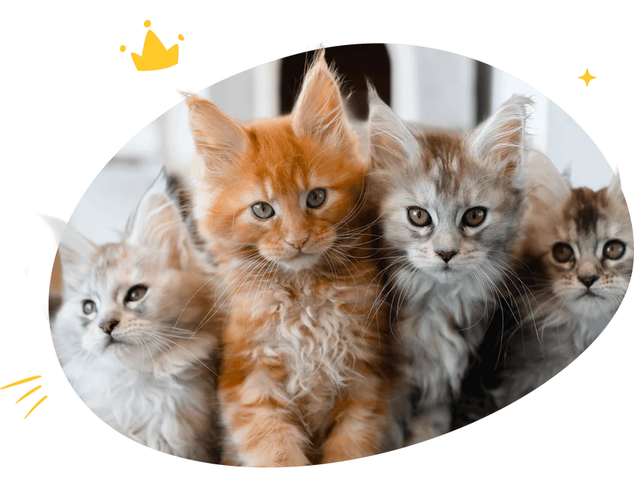 Maine Coon mother cat lying with her litter in a quiet nursery room