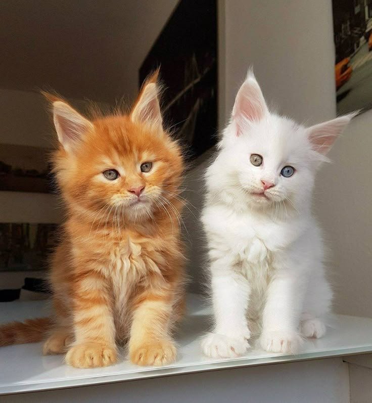 Two adult Maine Coon cats playing together on a rug at home