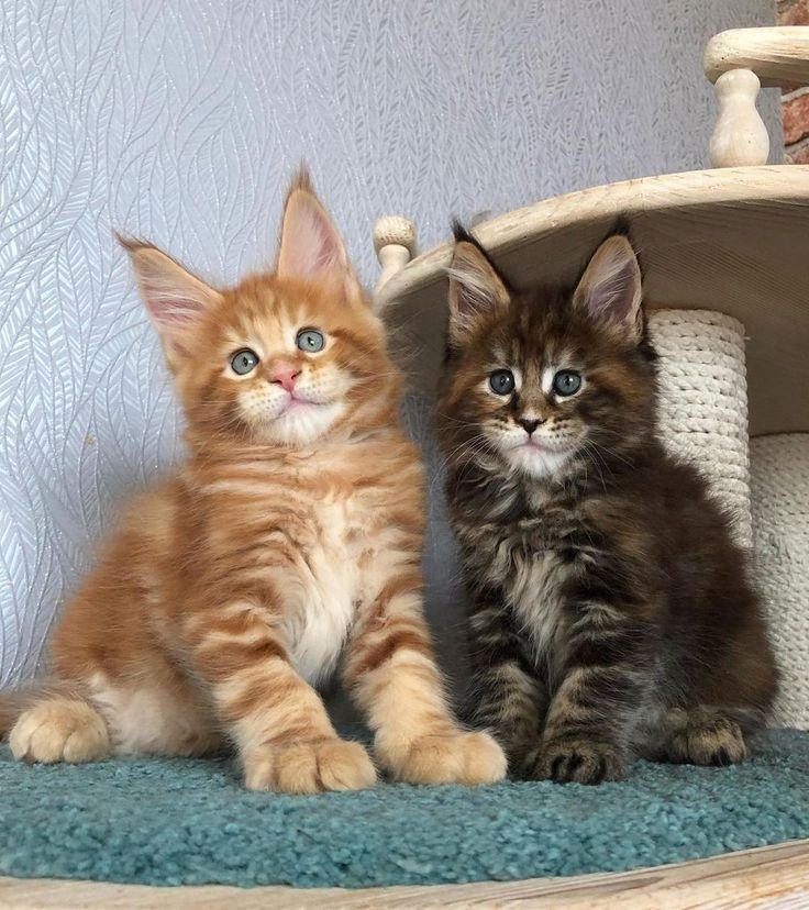 Maine Coon mother cat lying with her litter of kittens in the nursery room