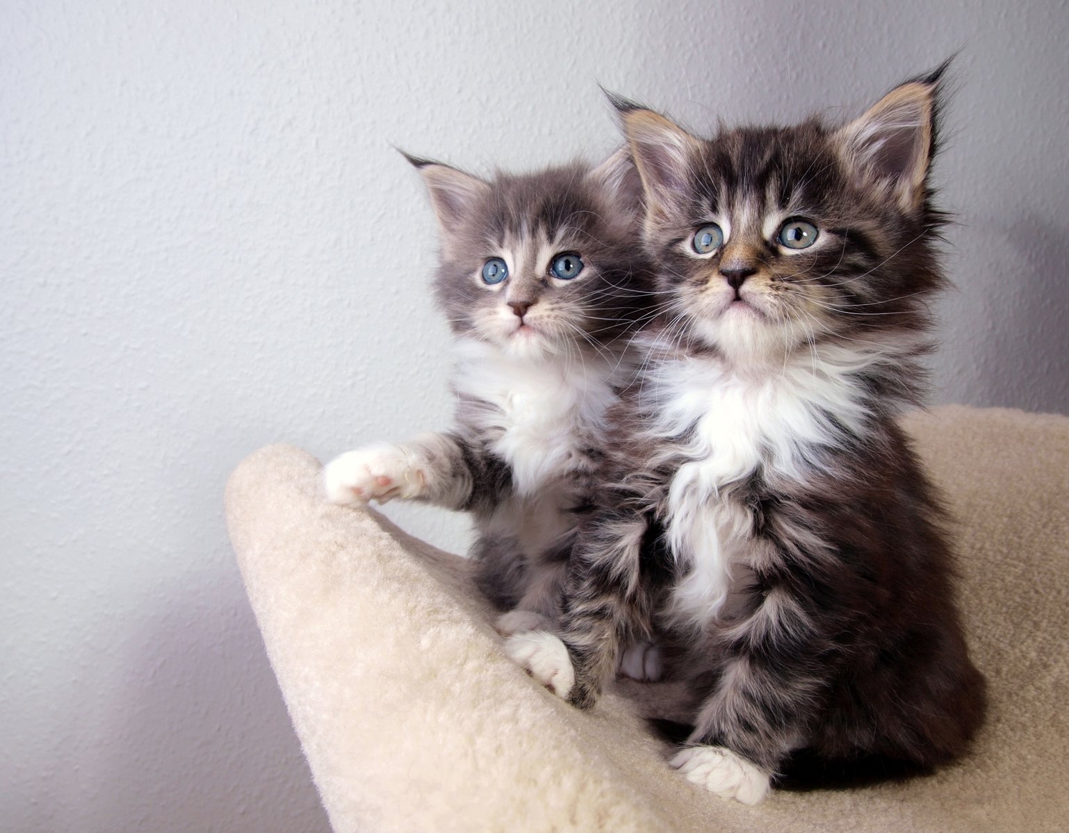 Two silver tabby Maine Coon kittens ready to go to their new home