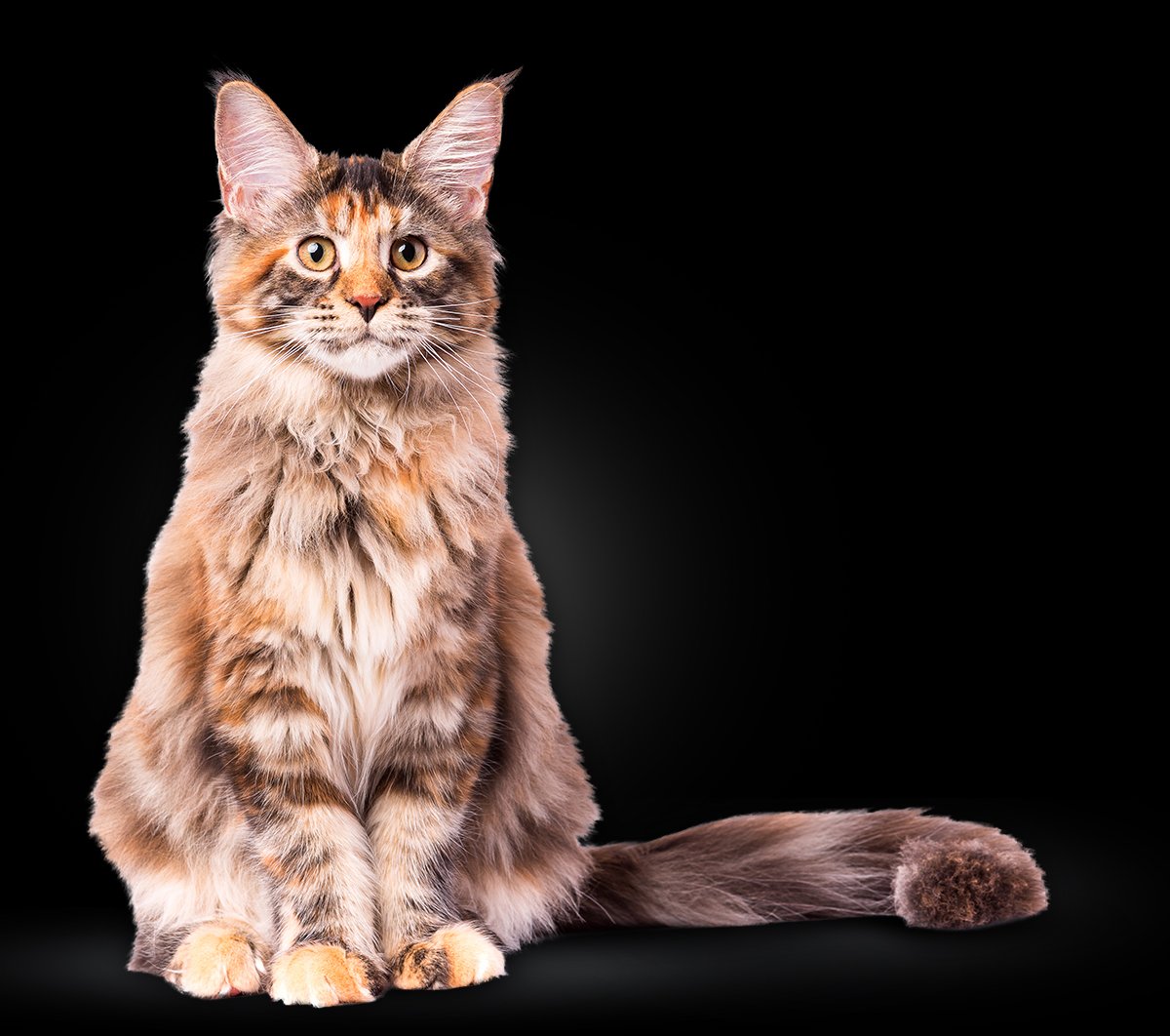 mainecoon 1