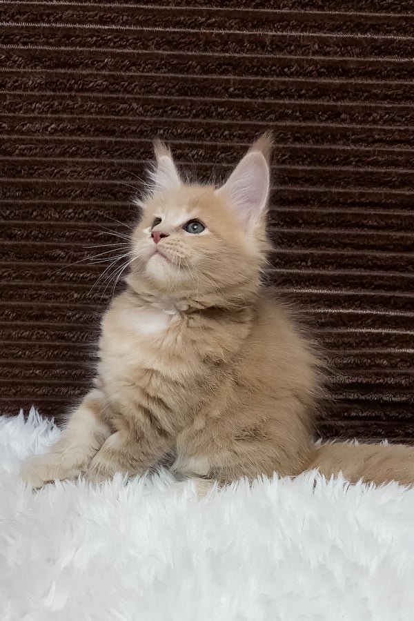 Bear playing — Maine Coon kitten