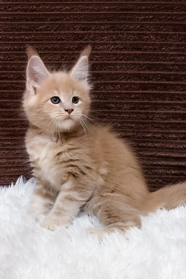 Bear, blue smoke Maine Coon kitten for sale