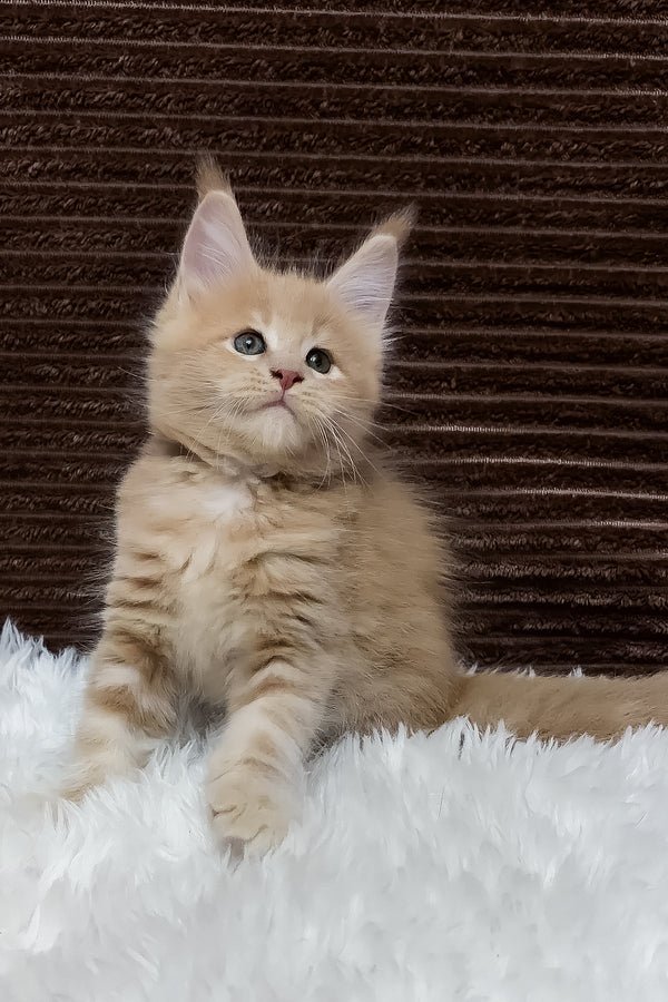 Bear close up — Maine Coon kitten