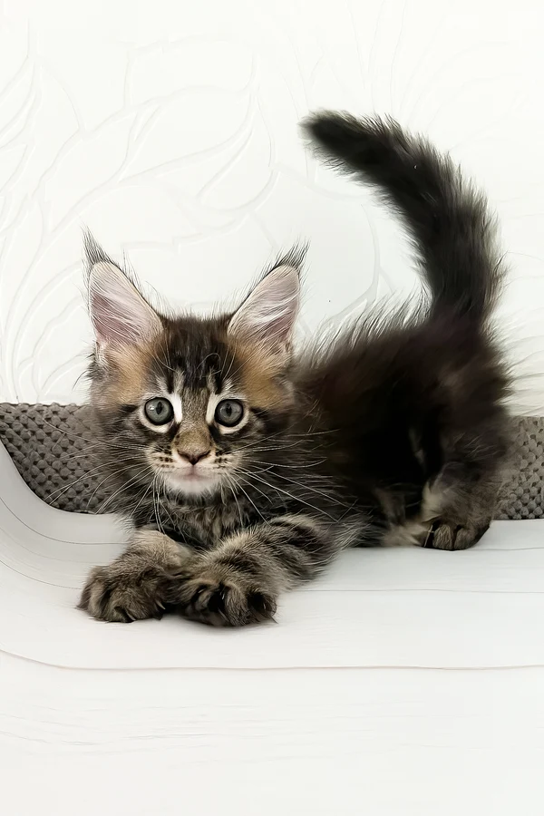Clover resting — Maine Coon kitten