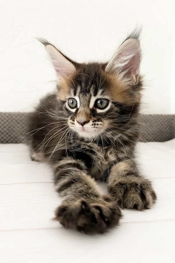 Clover close up — Maine Coon kitten