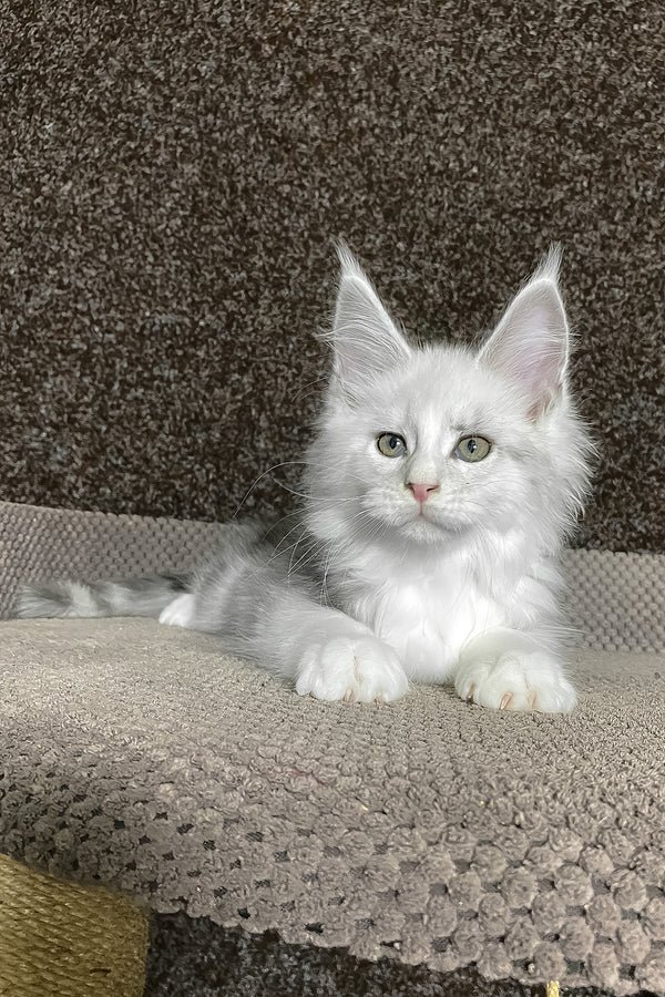 Luna close up — Maine Coon kitten