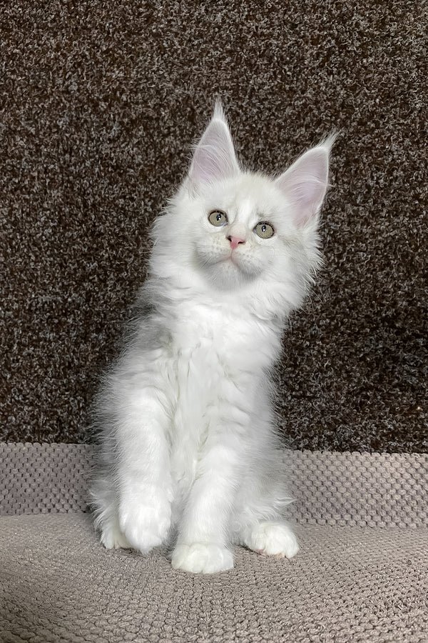 Luna resting — Maine Coon kitten