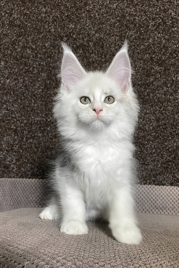 Luna, blue cream tortie Maine Coon kitten for sale