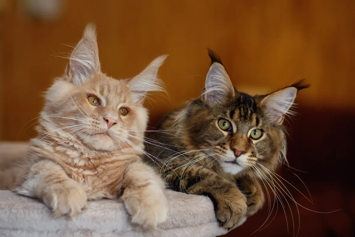One of our breeding Maine Coons relaxing at home
