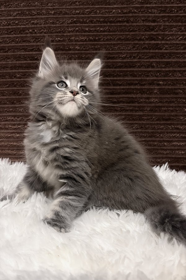 Willow, cream tabby with white Maine Coon kitten for sale
