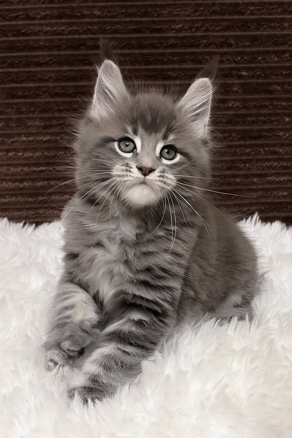 Willow resting — Maine Coon kitten