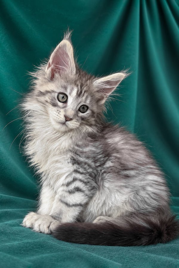 Atlas close up — Maine Coon kitten