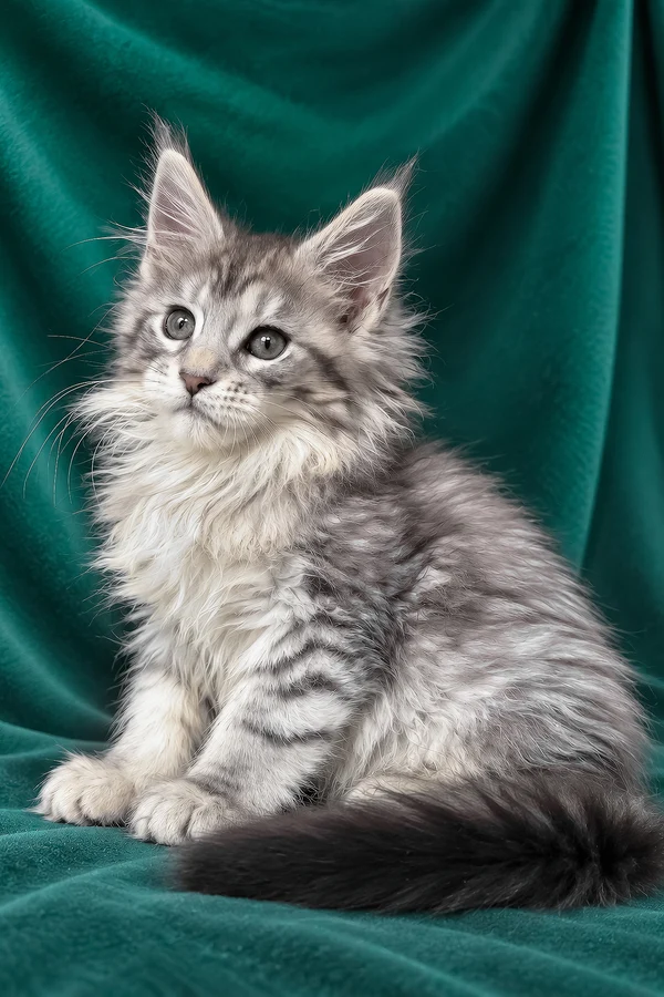 Atlas, blue patched tabby Maine Coon kitten for sale