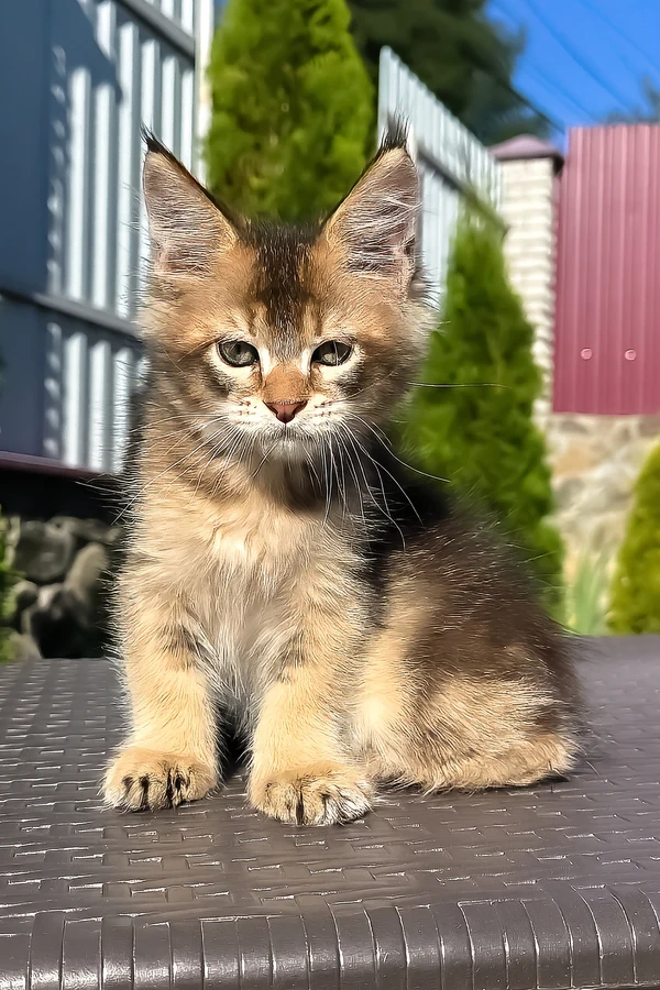 Juniper, black smoke Maine Coon kitten for sale
