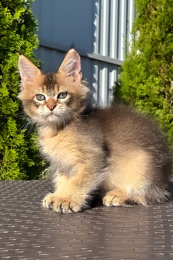 Juniper on a cat tree — Maine Coon kitten