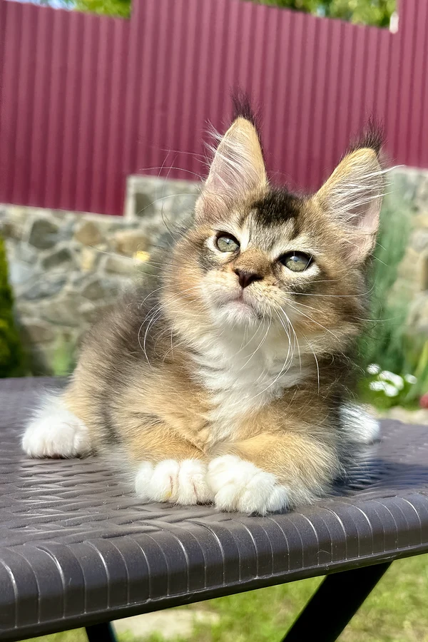 Maple resting — Maine Coon kitten