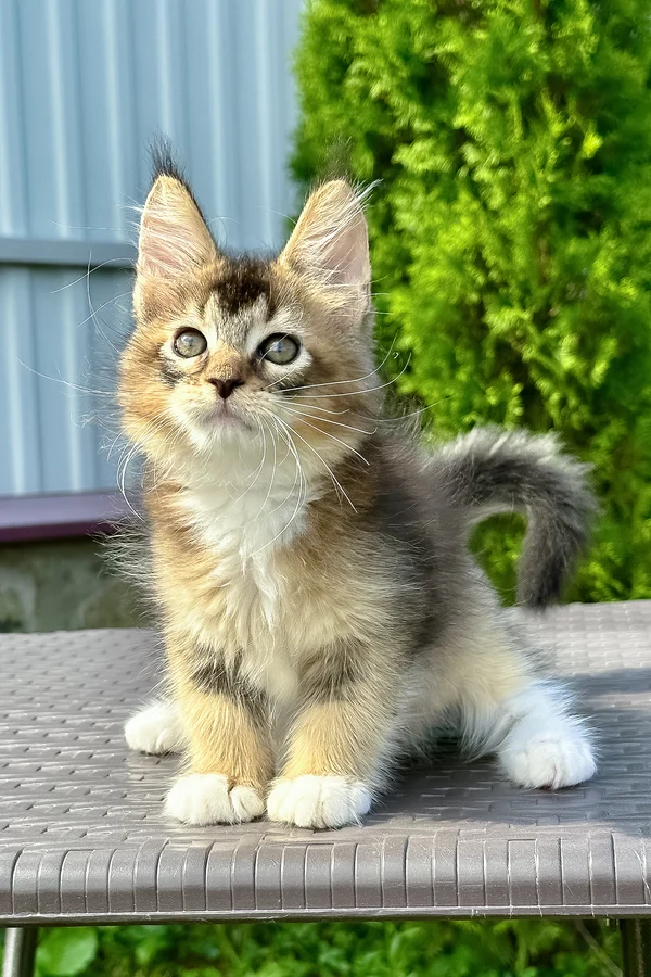 Maple, red silver tabby with white Maine Coon kitten