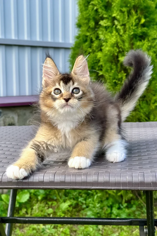 Maple close up — Maine Coon kitten