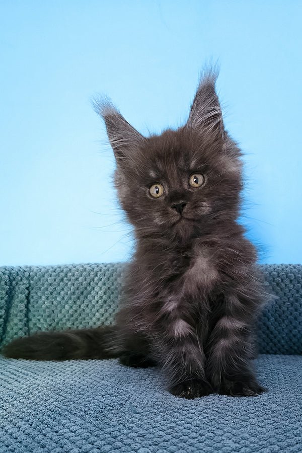 Finn close up — Maine Coon kitten