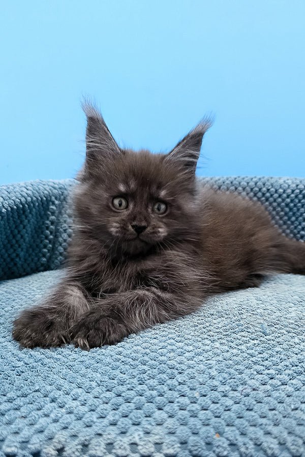 Finn playing — Maine Coon kitten