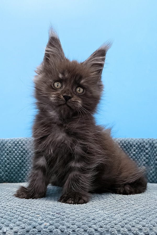 Finn, black silver classic tabby Maine Coon kitten