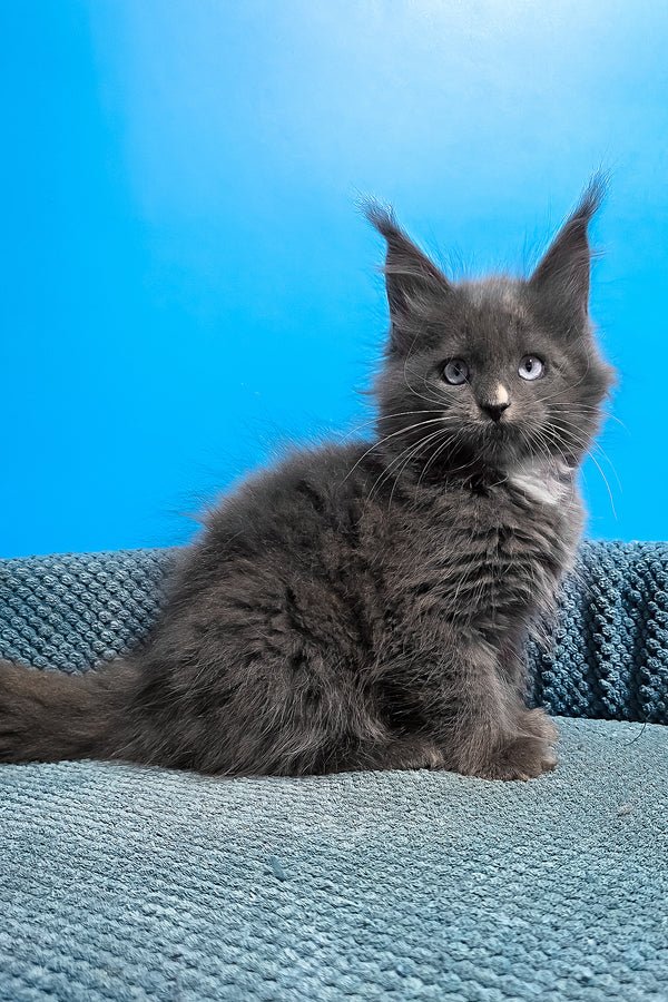 Rowan close up — Maine Coon kitten