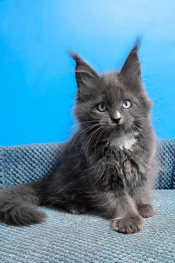 Rowan, brown classic tabby Maine Coon kitten for sale