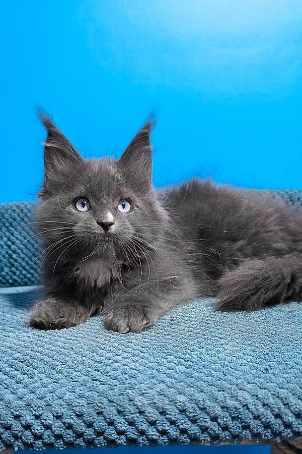 Rowan playing — Maine Coon kitten