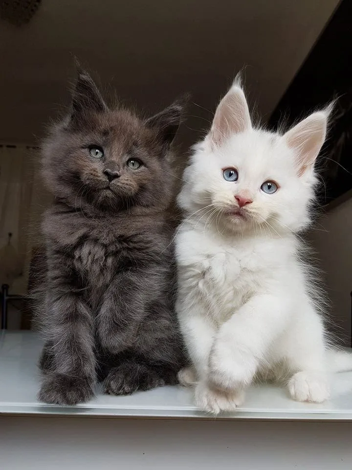 Maine Coon cat at our home cattery in Ontario, Canada